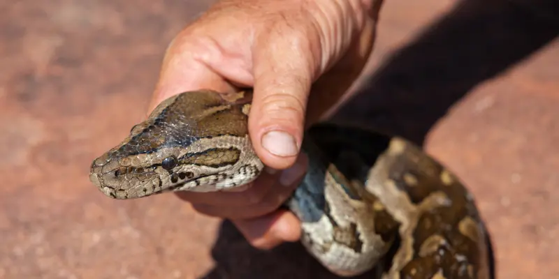 Emergency Snake Removal (24/7)