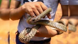 Snake catchers