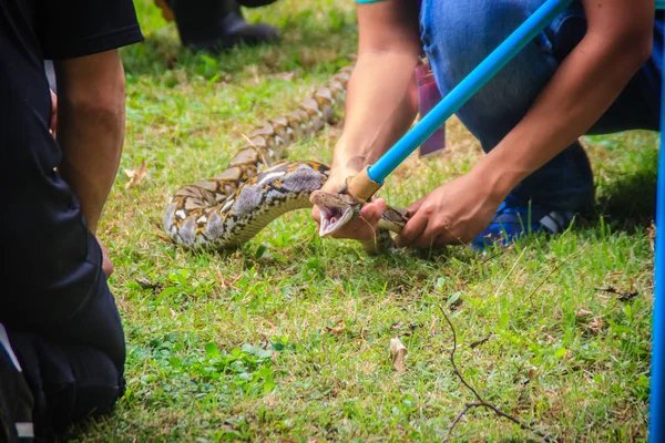 Kumar Pal Snake Catcher 