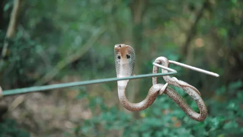 Kumar Pal Snake Catcher 